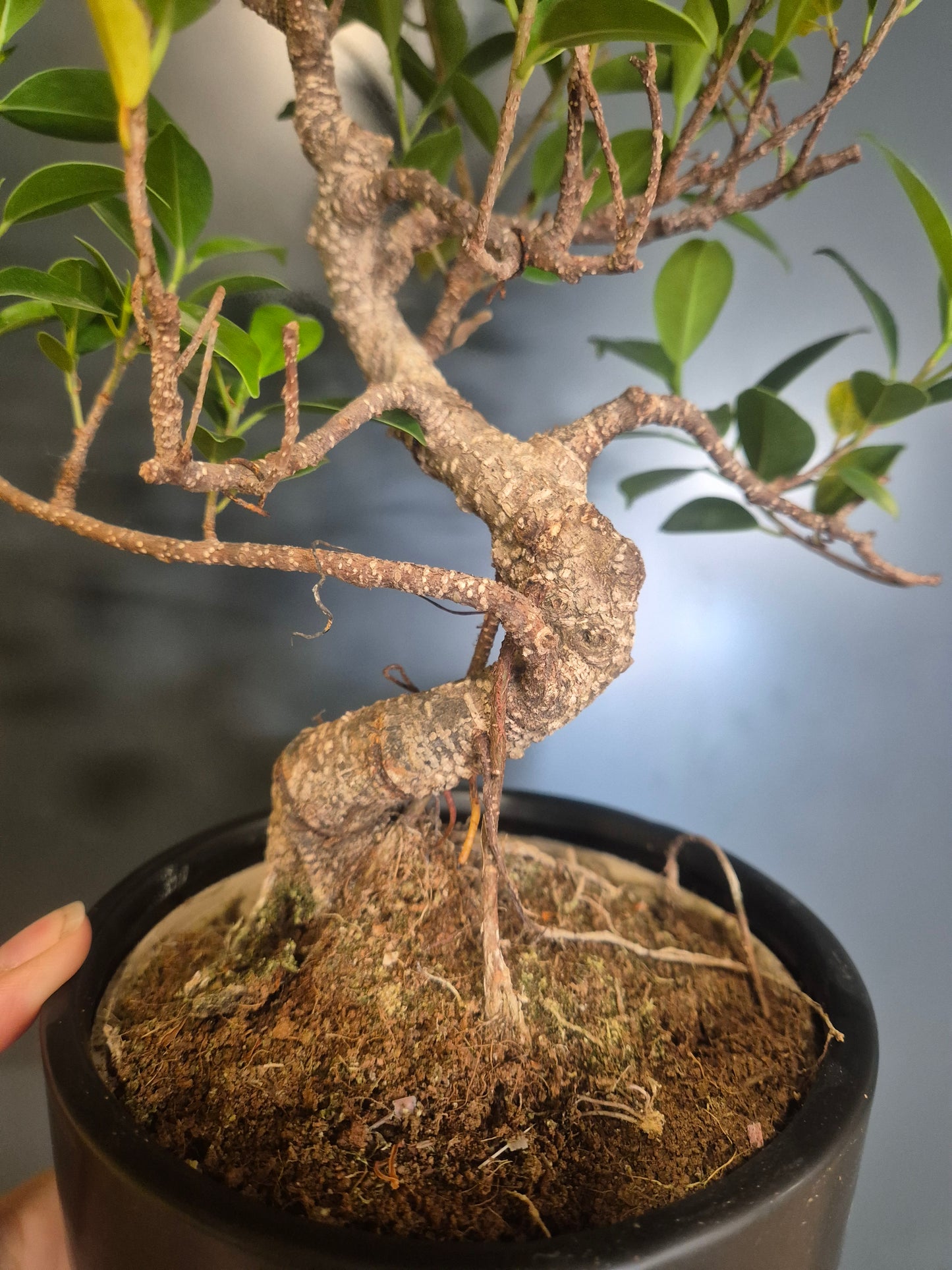 Bonsai Ficus Retusa - Ficus microcarpa - 15cm | Houseplant
