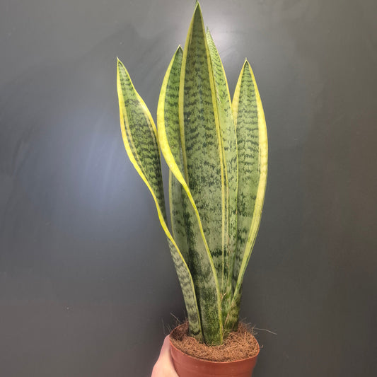 Sansevieria Laurentii - Snake Plant - 12cm | Houseplant