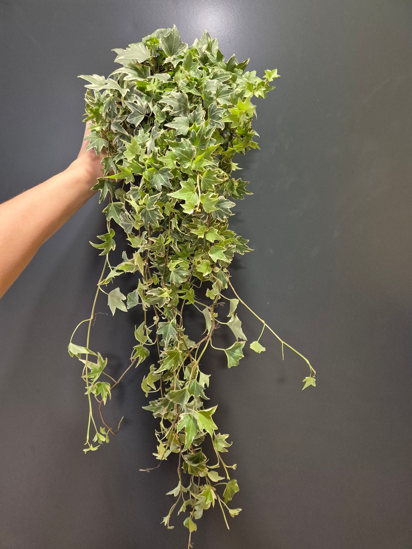 Hedera - English Ivy | Houseplant