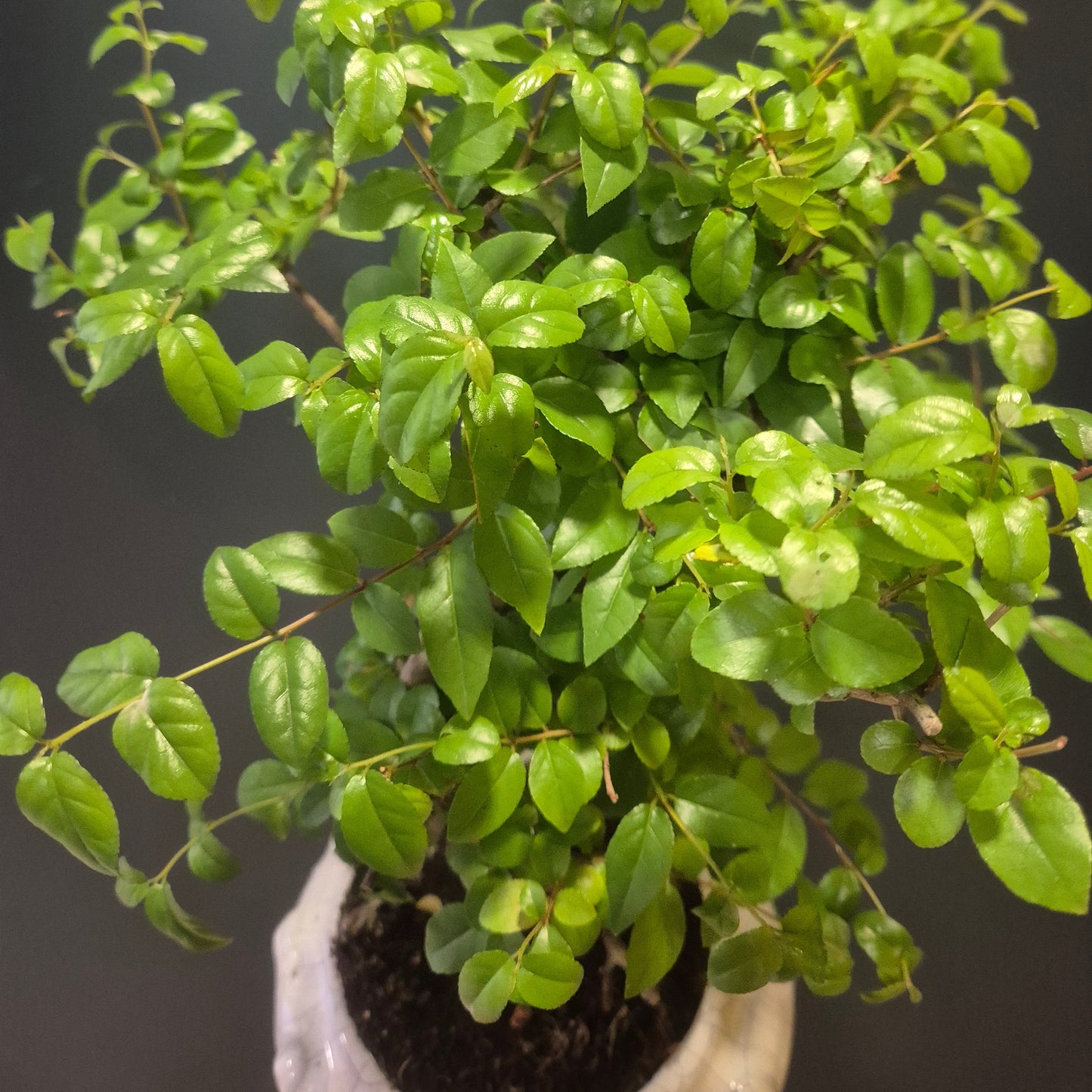 Bonsai Sageretia - Chinese Sweet Plum - 17cm | Houseplant
