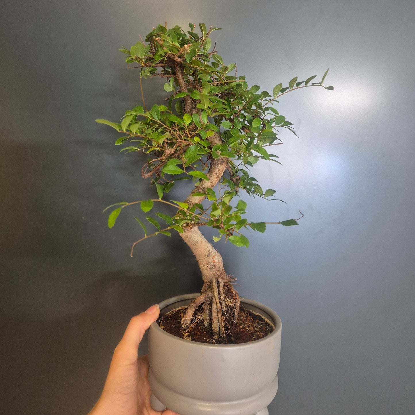 A small potted bonsai-style tree with green leaves and a curved brown trunk, being held by a person's hand against a dark gray background.
