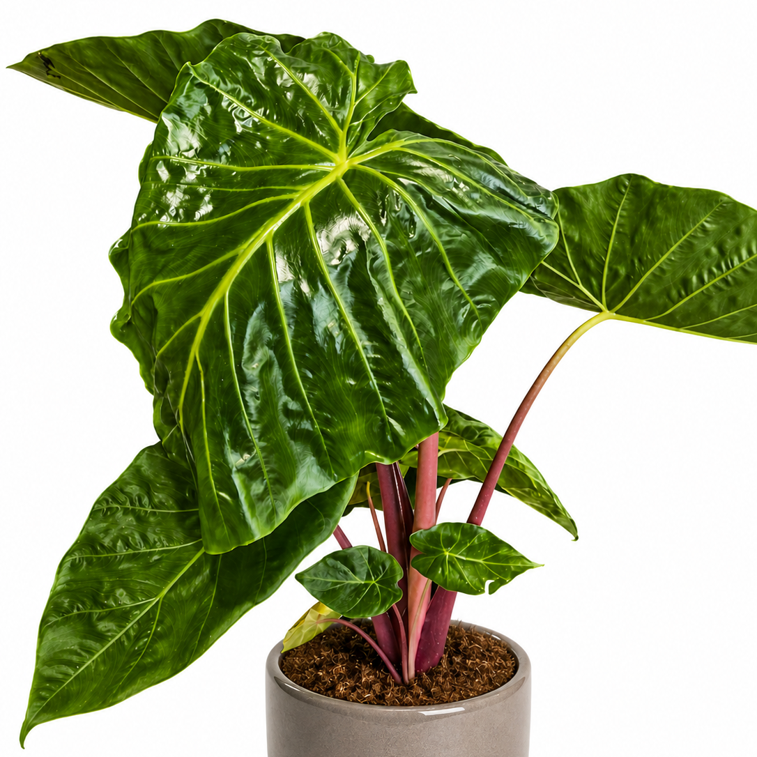 Alocasia Imperial Red - Elephant Ear - 24cm | Houseplant
