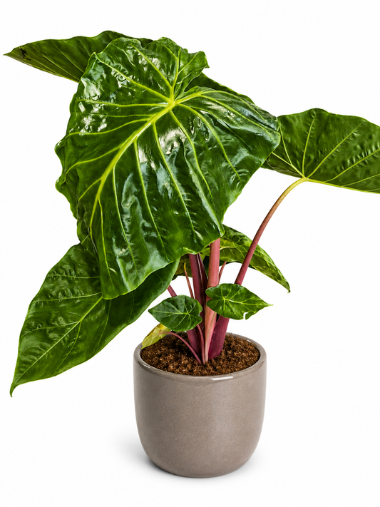 Alocasia Imperial Red - Elephant Ear - 24cm | Houseplant