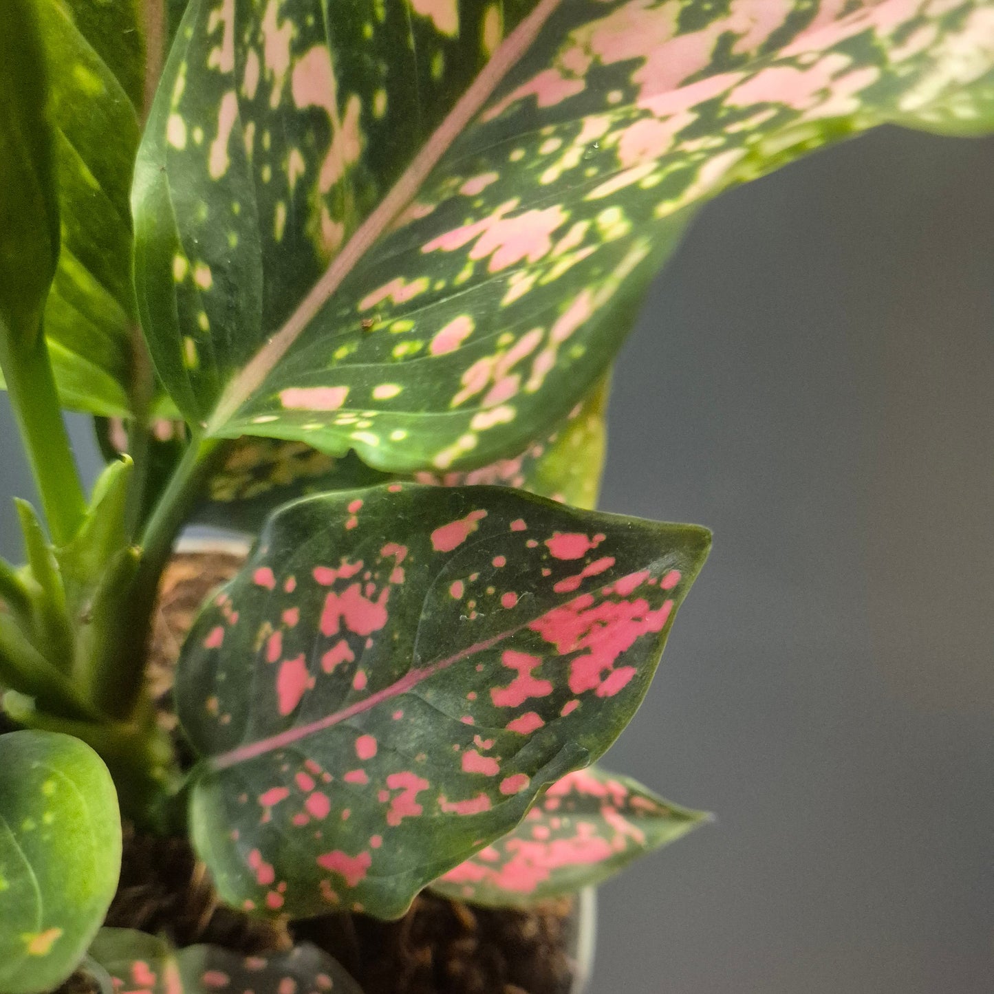 Aglaonema Pink Leopard - Chinese Evergreen - 12cm | Houseplant