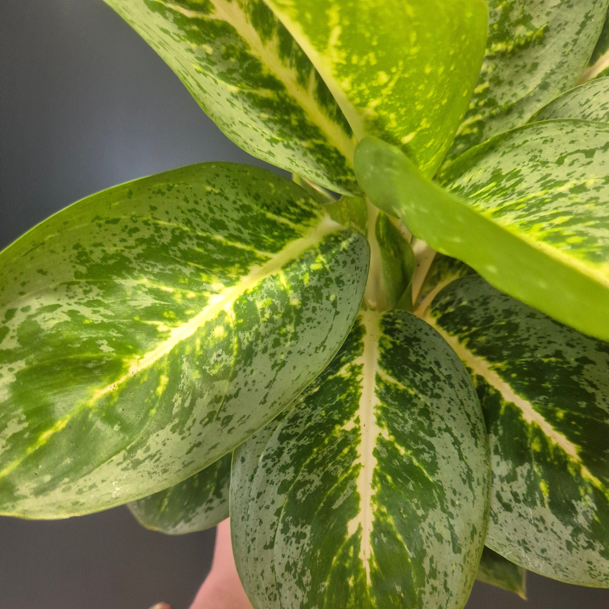 Close-up of a person holding a green leafy plant with a dark background