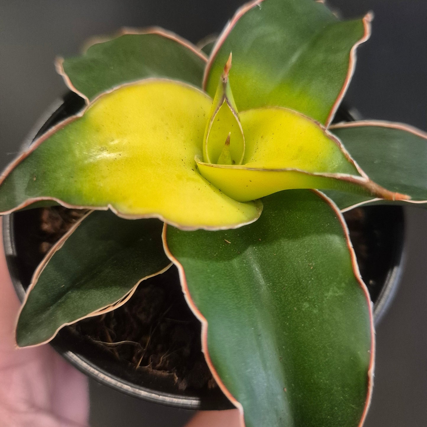 Sansevieria Mix - Snake Plants - 7.5cm | Houseplant