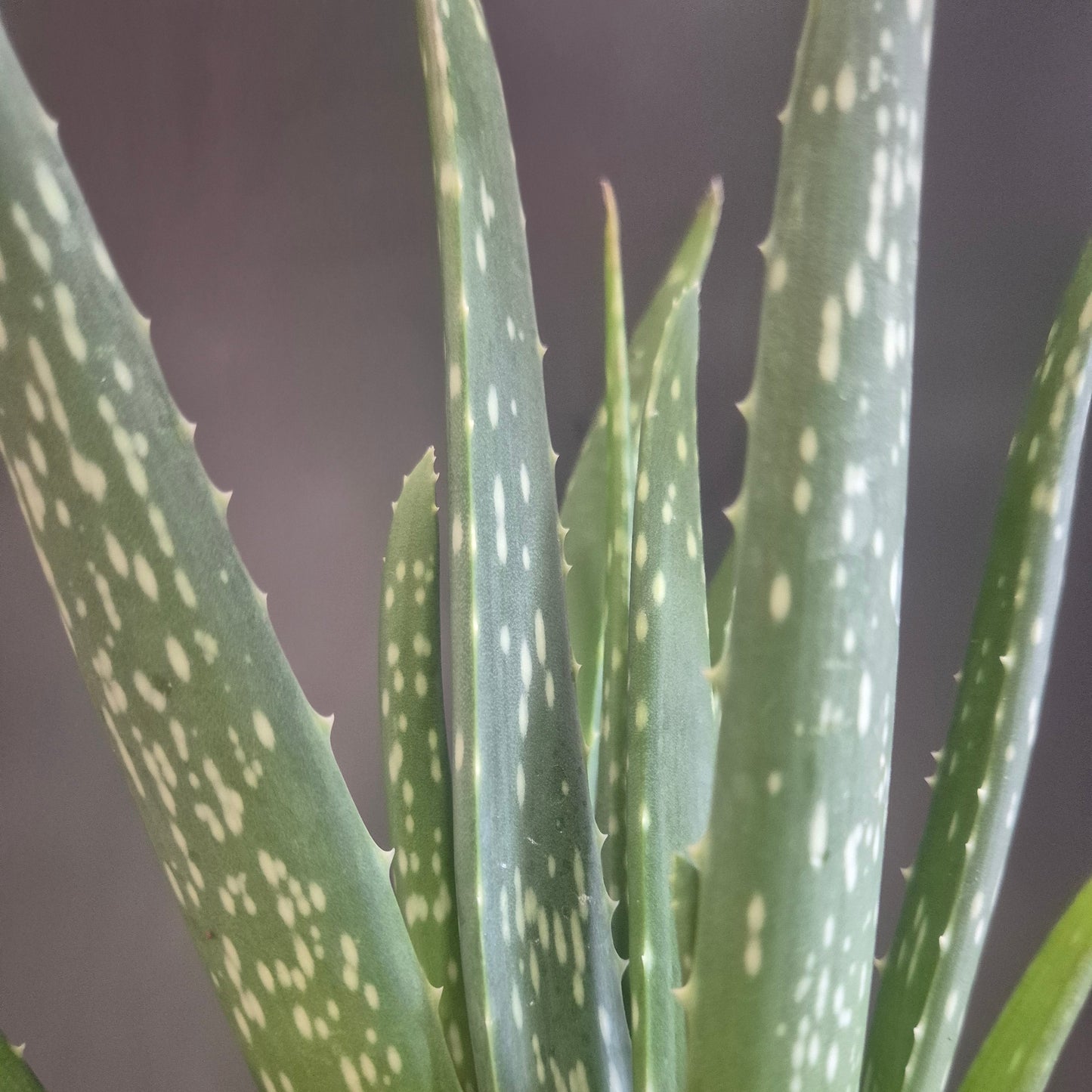 Close-up of a green aloe vera plant with prominent white spots on its thick, serrated leaves against a dark gray background.