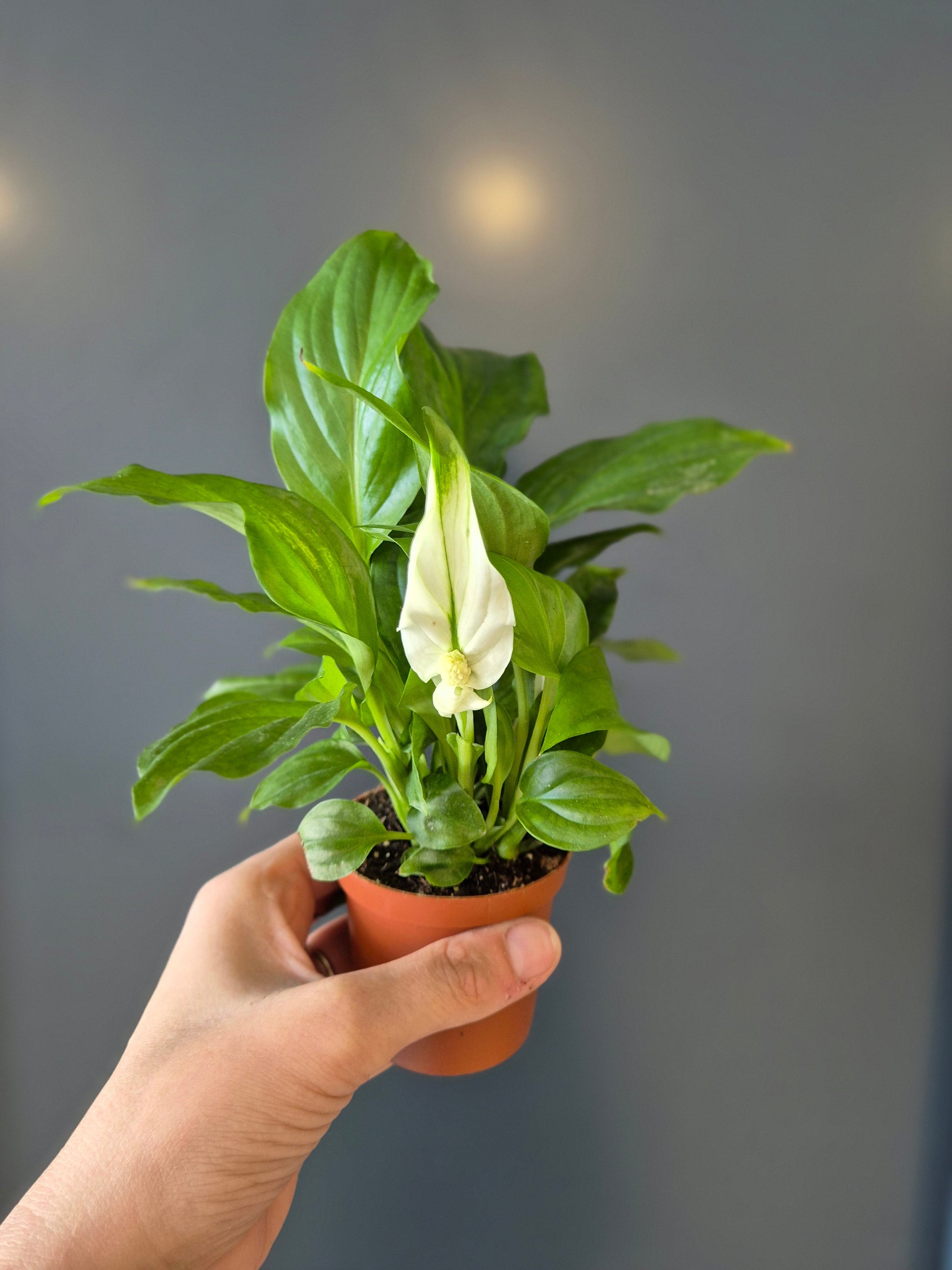 Peace Lily | Pearl Cupido | Houseplant Plant Paradise By Gemma
