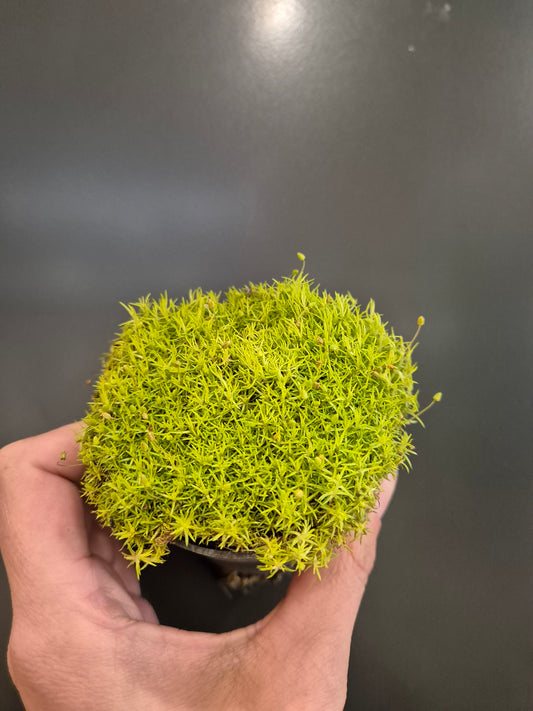 Earth Mosses | Houseplants