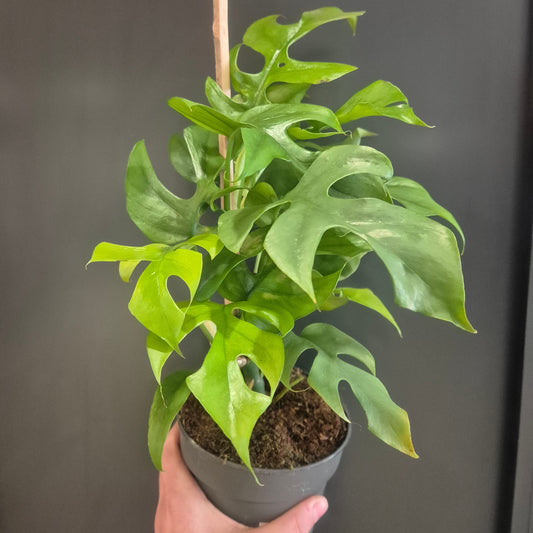 Philodendron Minima - Rhaphidophora tetrasperma - 14cm | Houseplant