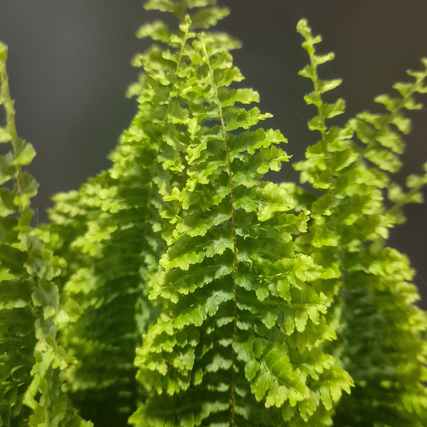 Nephrolepis - Fluffy Ruffles - 17cm | Houseplant