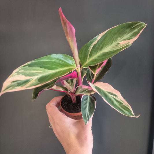 Stromanthe Triostar - Prayer Plant - 7cm | Houseplant