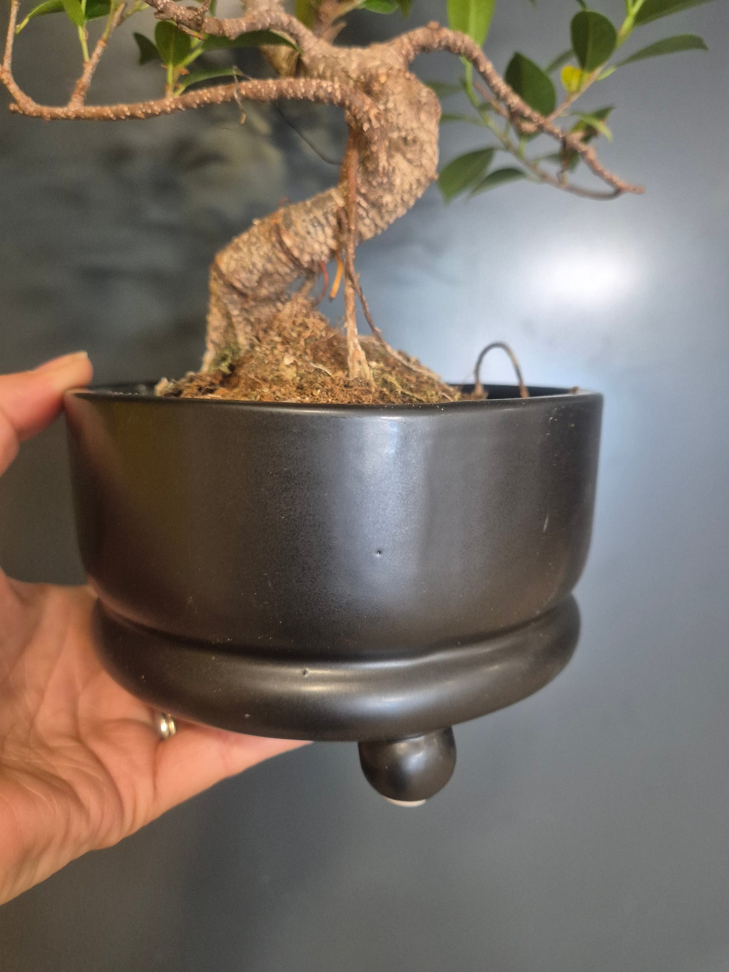 Bonsai Ficus Retusa - Ficus microcarpa - 15cm | Houseplant