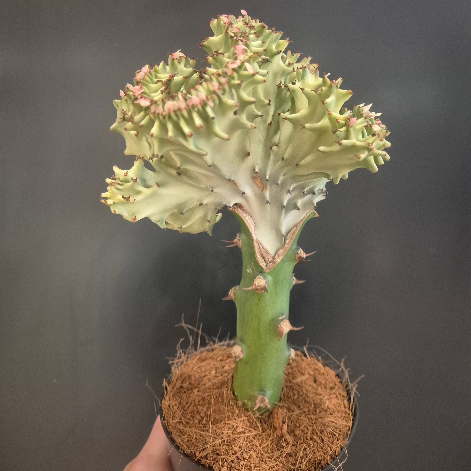 Cylindrical plant pot with a spiky green plant against a dark background
