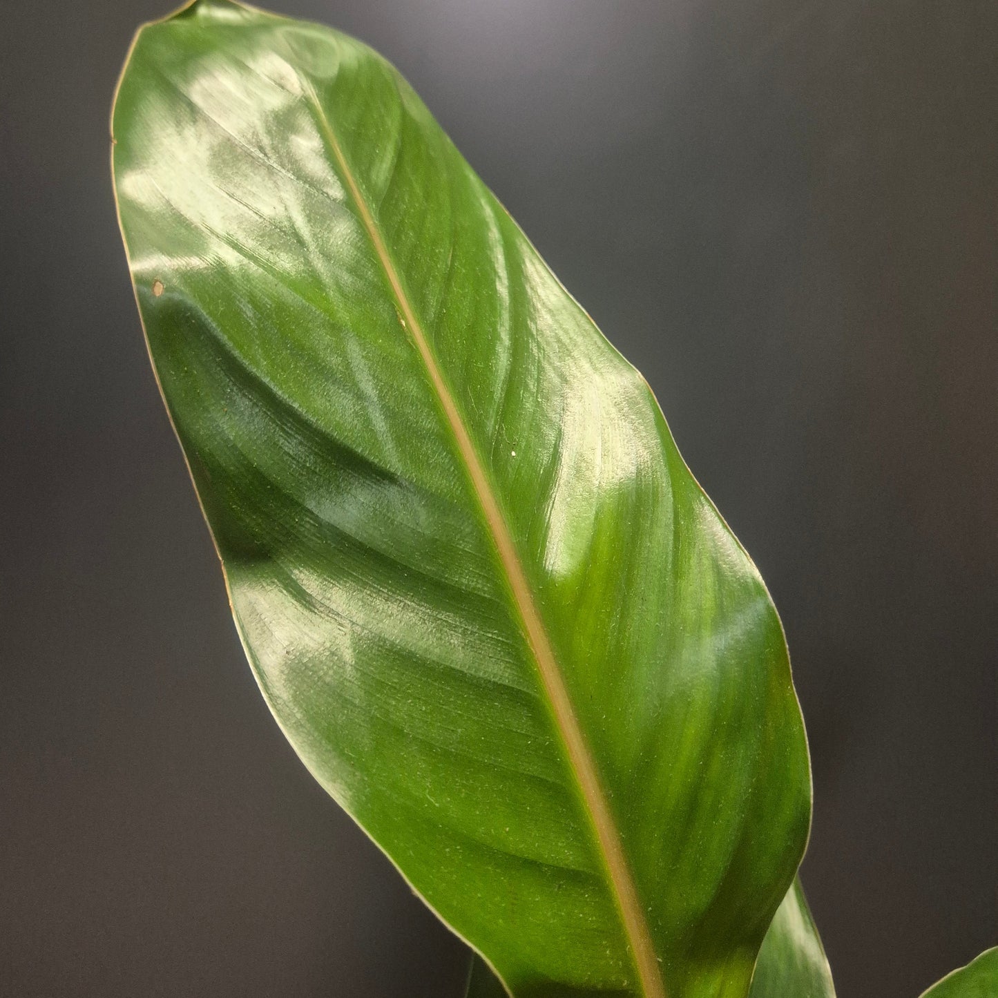 Strelitzia Reginae - Bird Of Paradise - 12cm | Houseplant