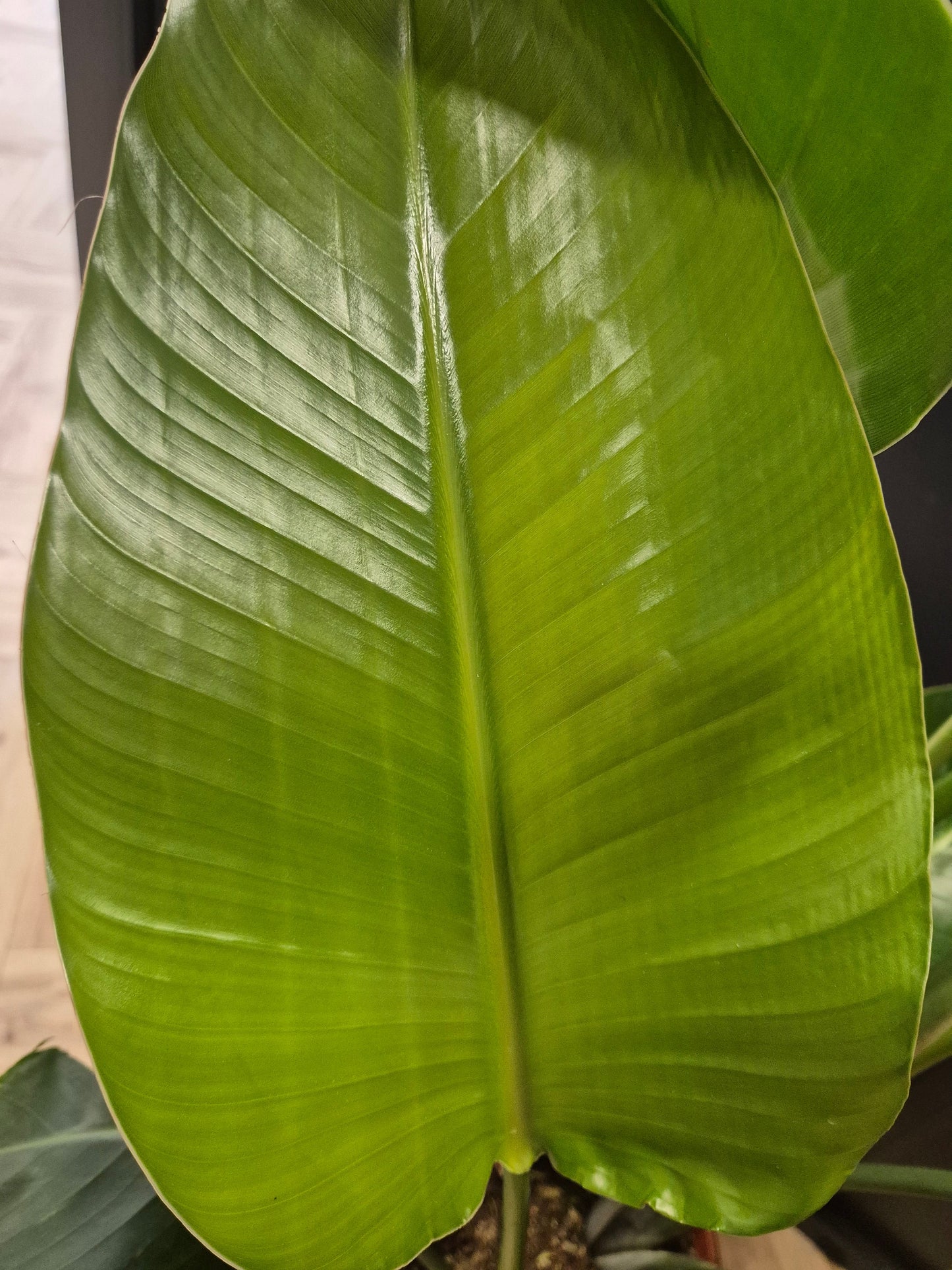 Strelitzia Nicolai - Bird Of Paradise - Houseplant Plant Paradise By Gemma