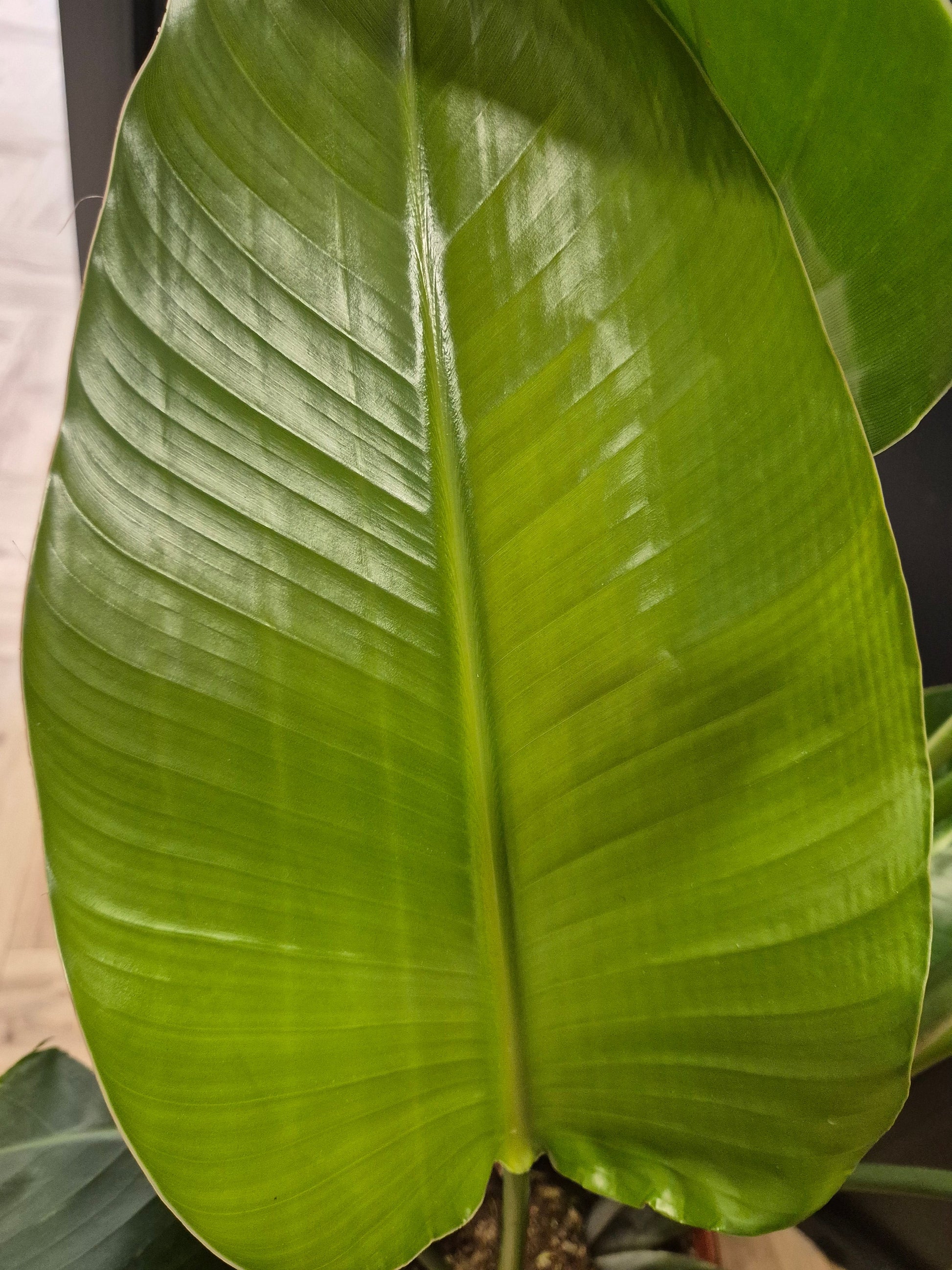 Strelitzia Nicolai - Bird Of Paradise - Houseplant Plant Paradise By Gemma