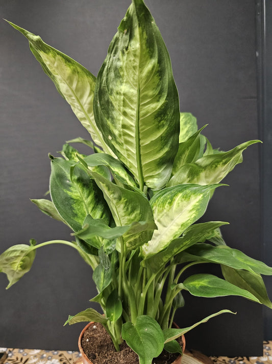 Dieffenbachia - Dumb Cane 'Camilla' | Houseplant