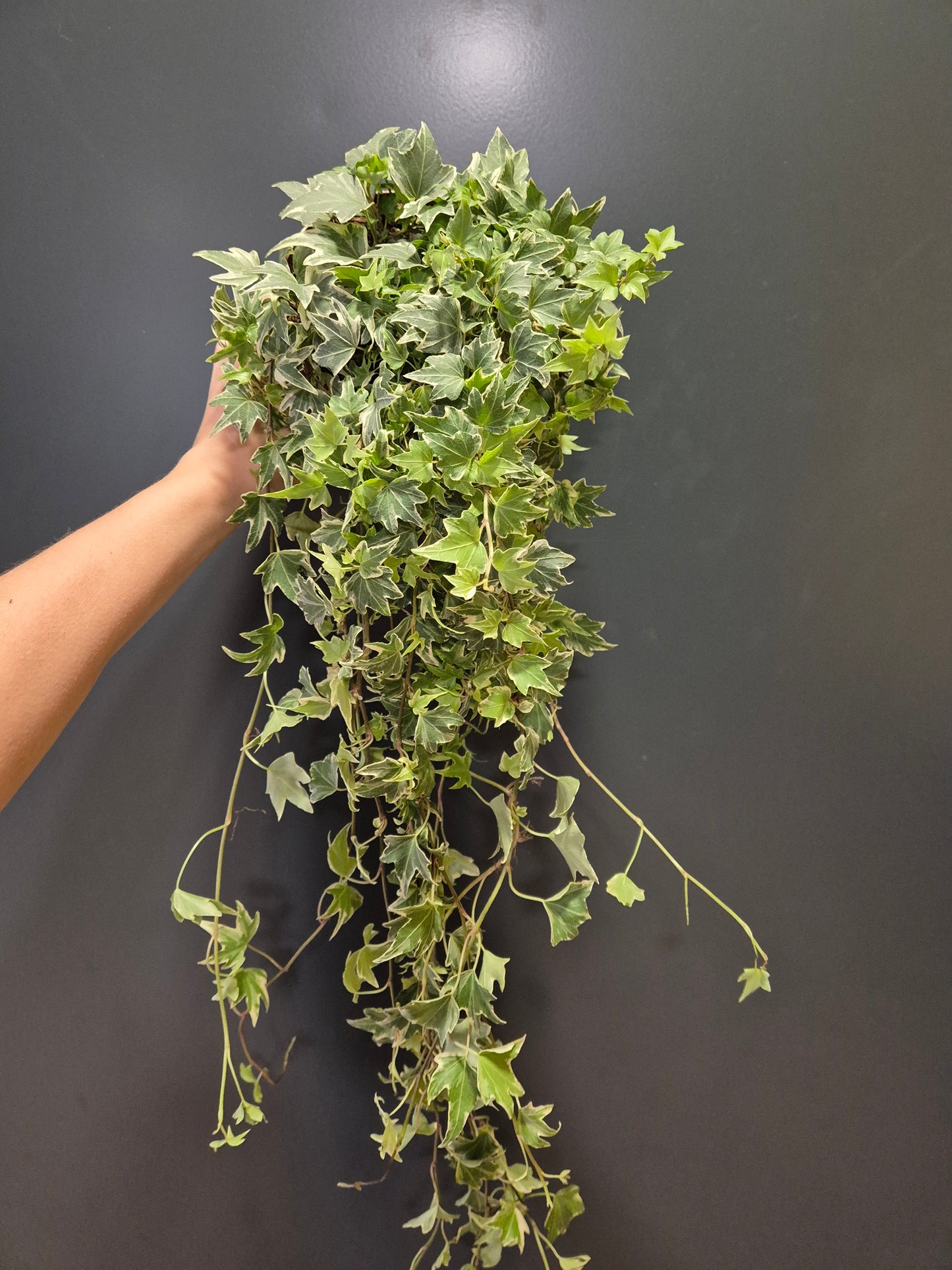Hedera - English Ivy | Houseplant