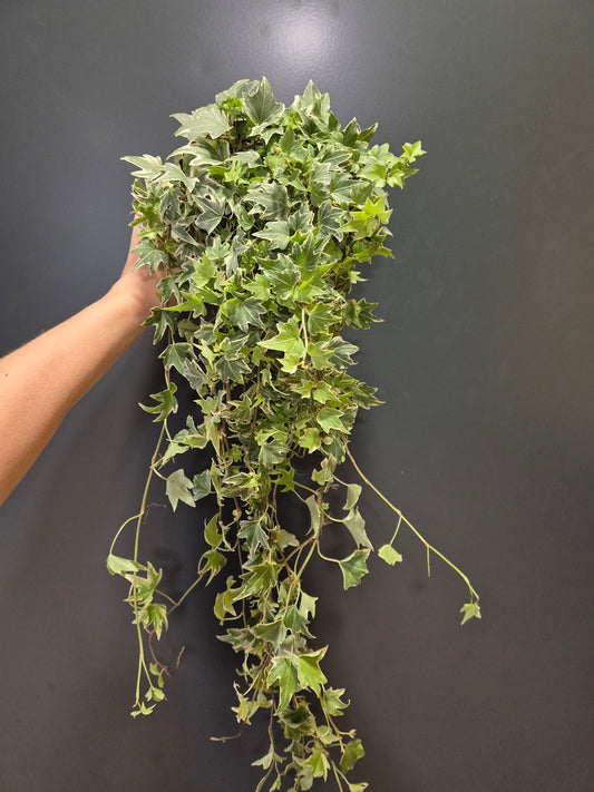 Hedera - English Ivy | Houseplant