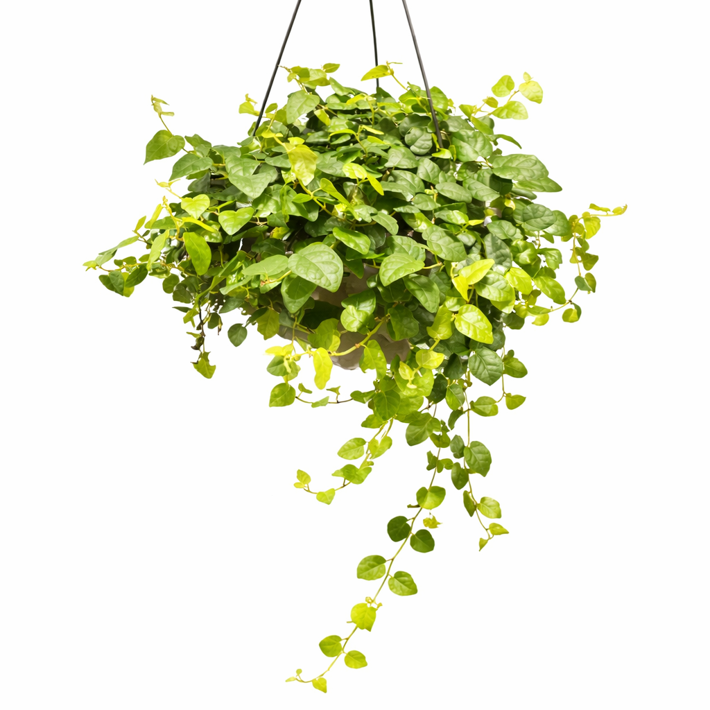 Hanging green plant in a pot on a white background