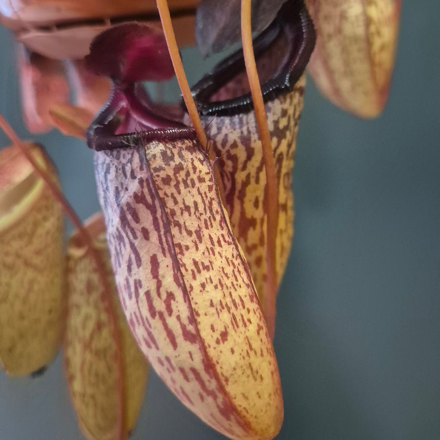 Monkey Jar Pitcher Plant - Nepenthes - 14cm | Houseplant