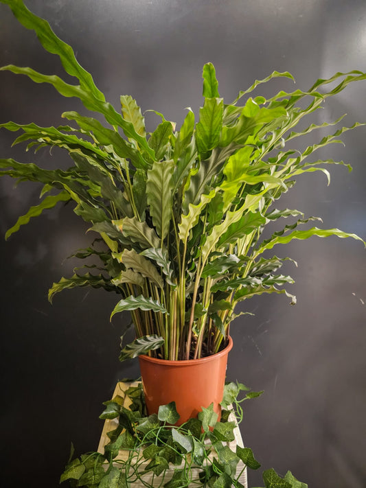 Calathea Green Rufibarba - Houseplant