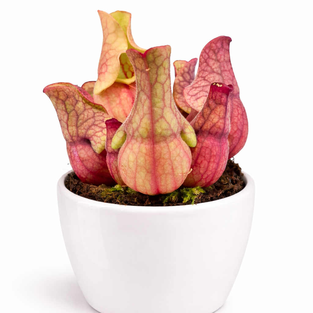 Pitcher Plant - Sarracenia Fly Trap - 9cm | Houseplant