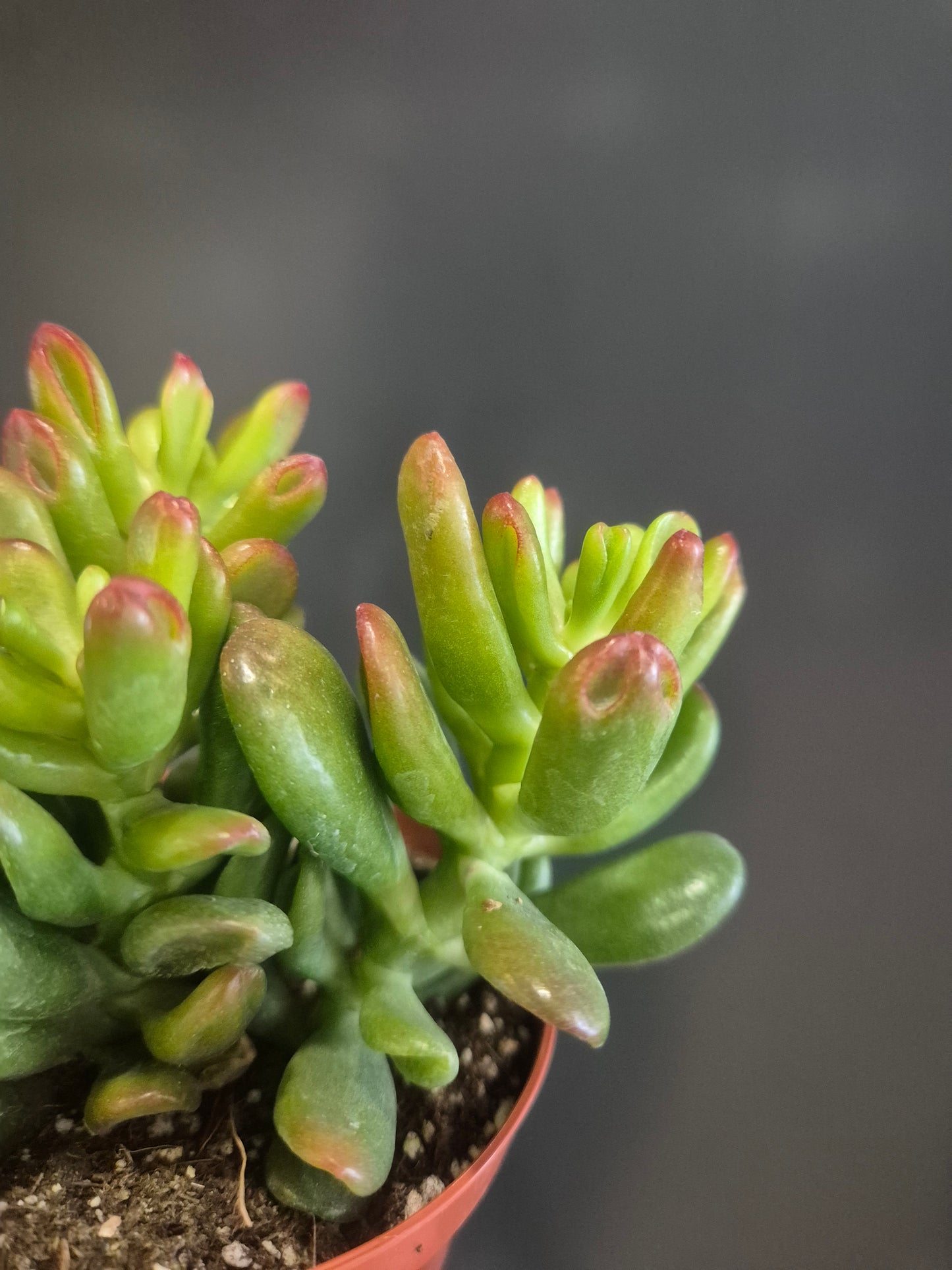 Crassula ovata - Gollum - 8.5cm | Houseplant