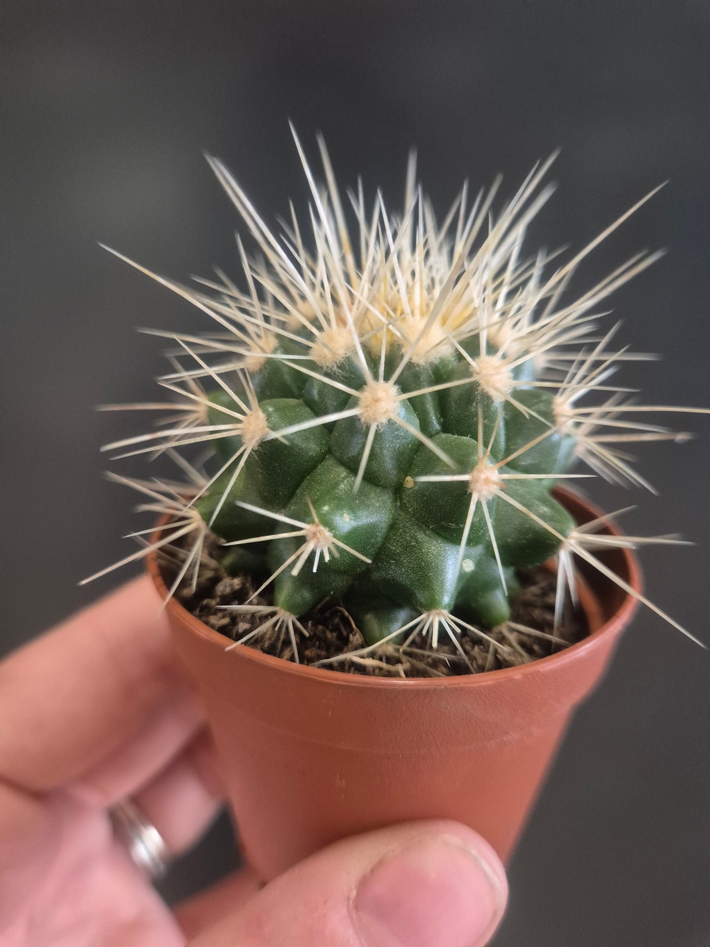Golden Barrel Cactus  - Echinocactus grusonii - 5.5cm | Houseplant