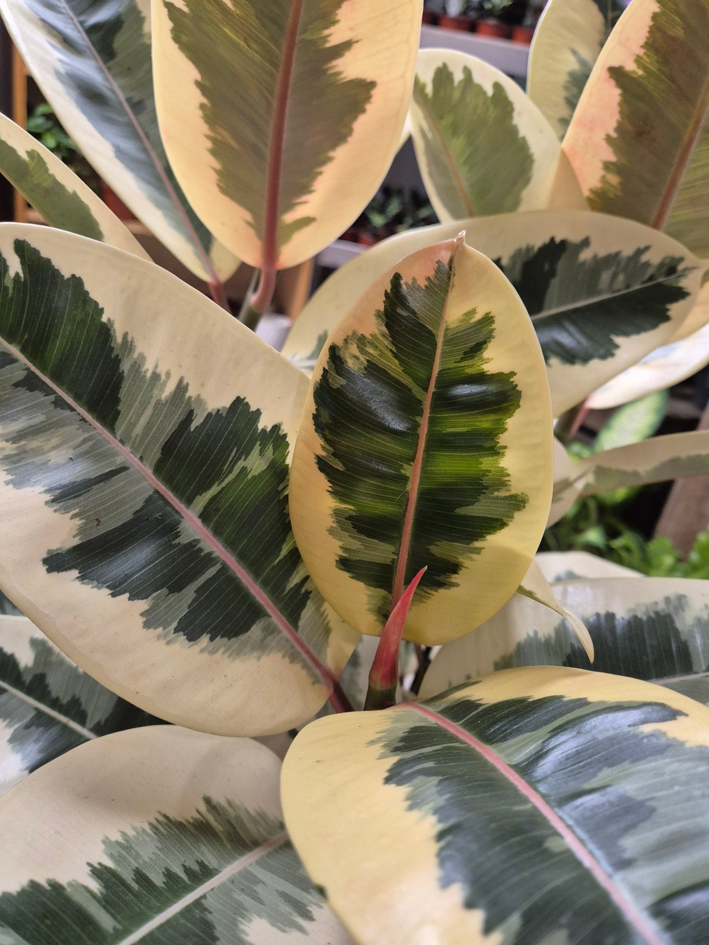 Ficus Tineke - Rubber Plant | Houseplant