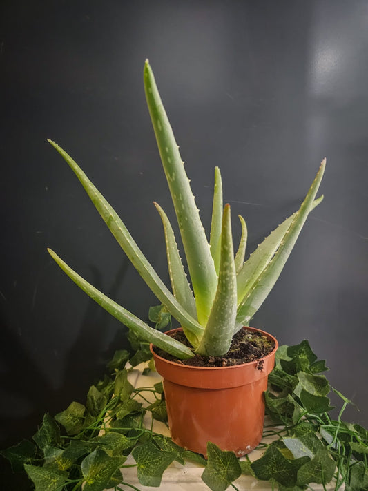 Aloe Vera | Houseplant