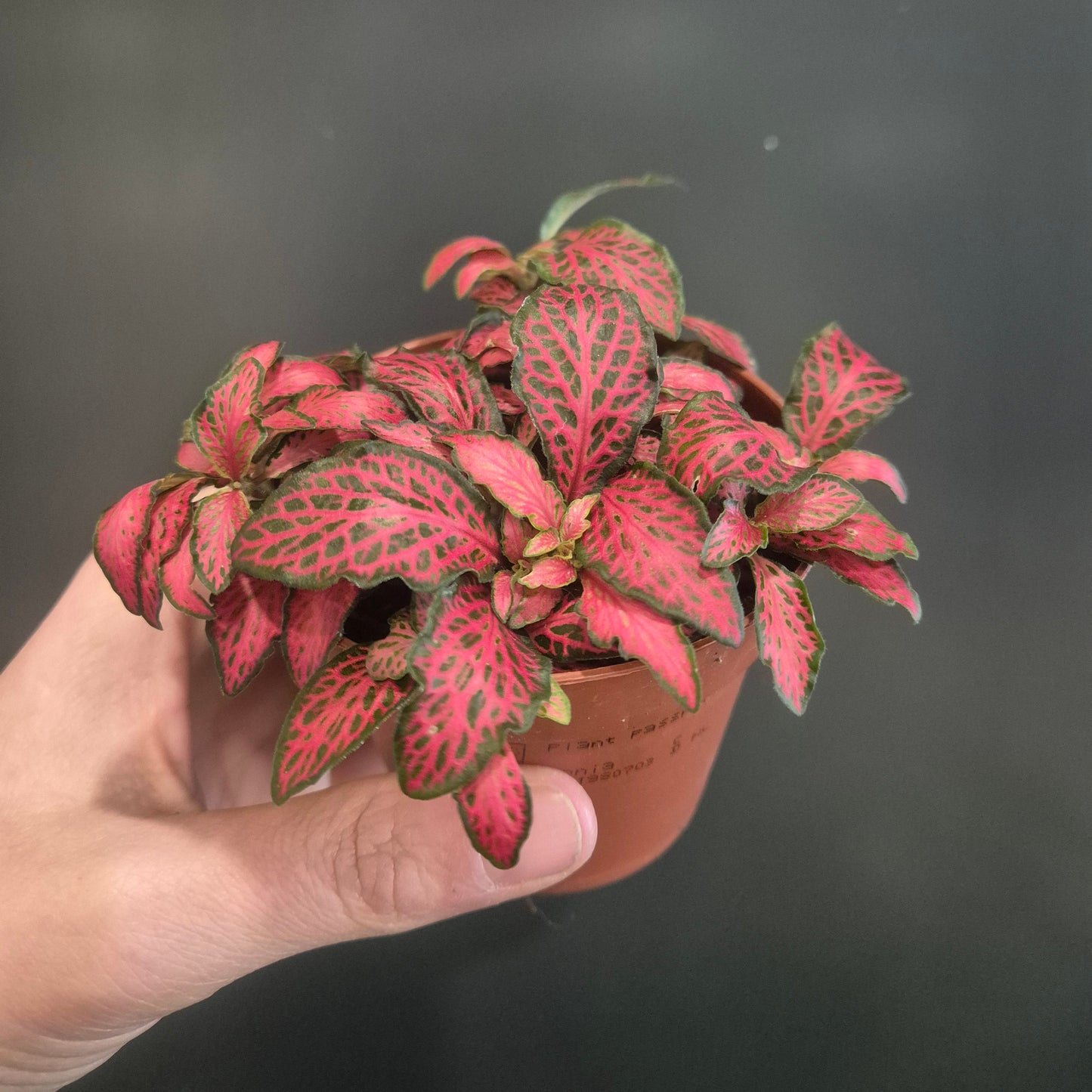 Fittonia - Nerve Plant - 10cm | Houseplant