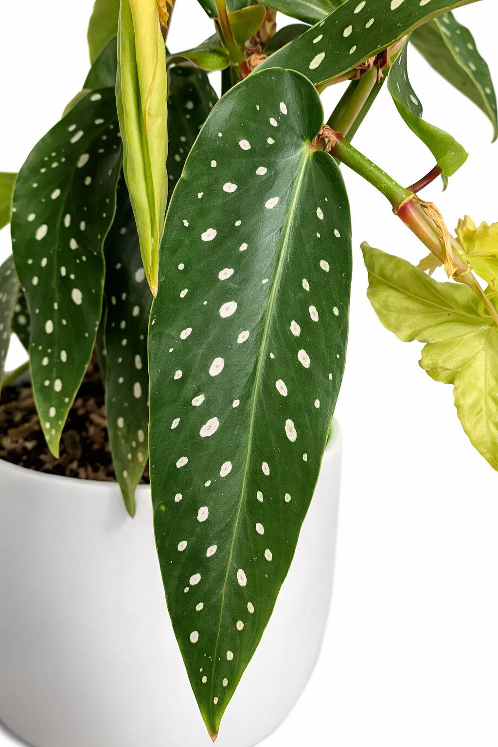 Begonia Tamaya - 14cm | Houseplant