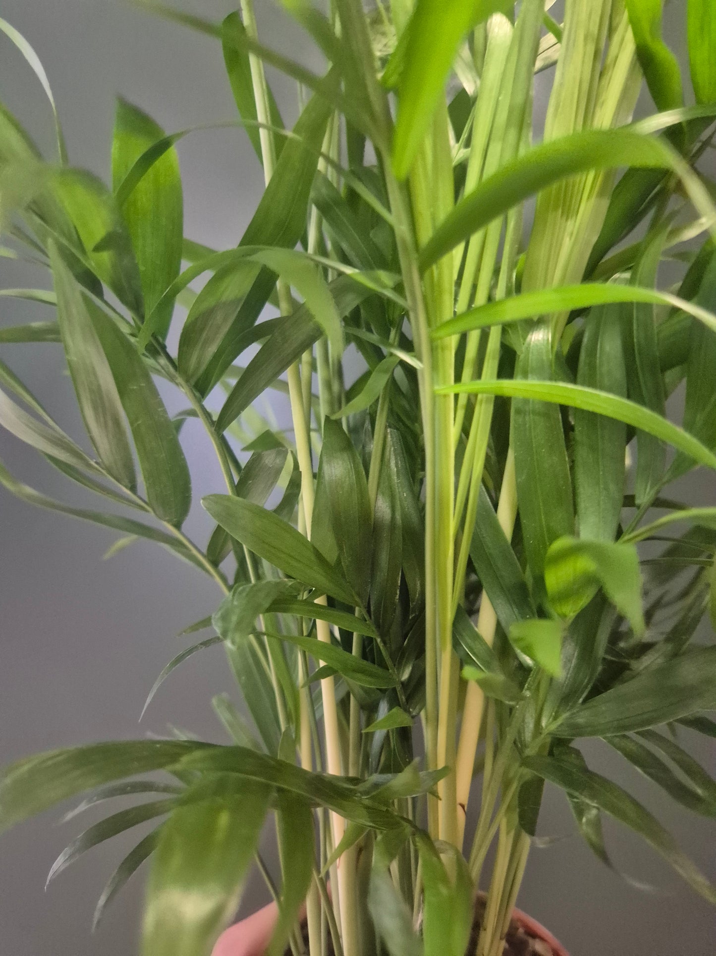 Parlour Palm - Chamaedorea Elegans - 9cm | Houseplant