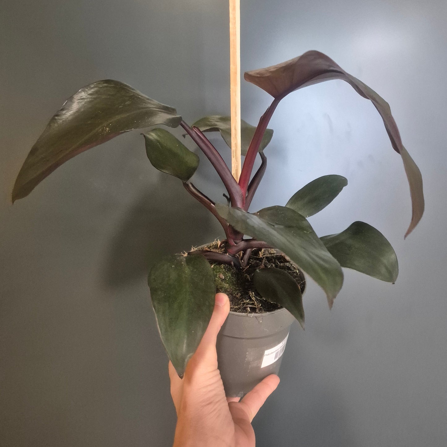 Philodendron Imperial Red | Houseplant