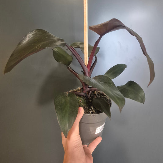 Philodendron Imperial Red - 14cm | Houseplant
