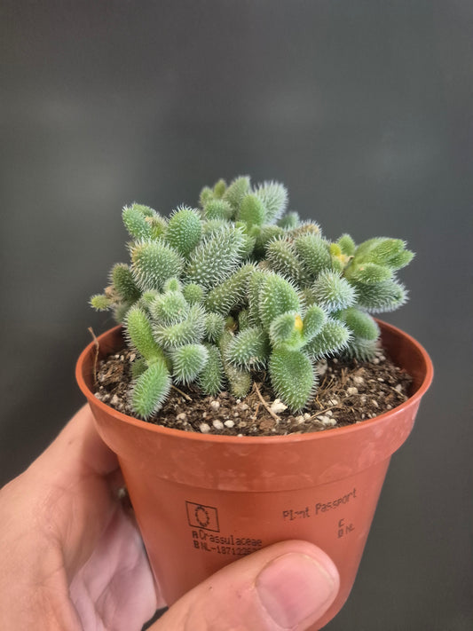 Pickle Plant - Delosperma echinatum - 8.5cm | Houseplant