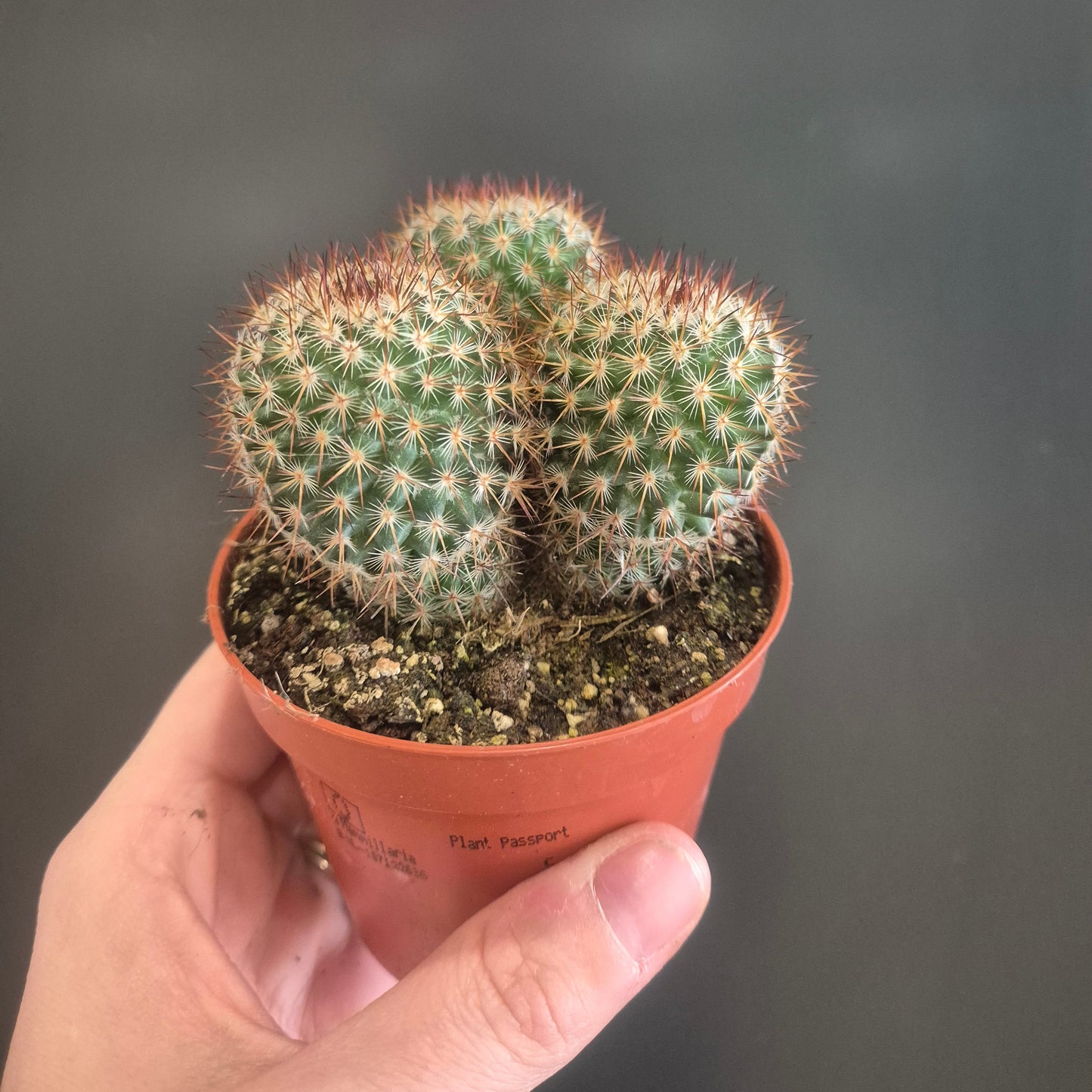 Hand holding a small cactus plant in a pot against a dark background