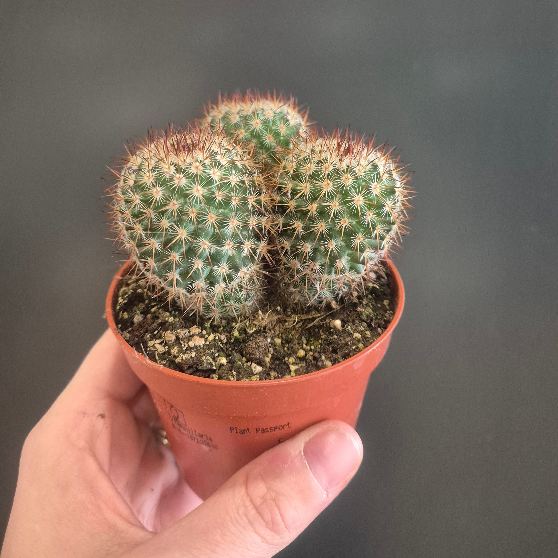 Hand holding a small cactus plant in a pot against a dark background