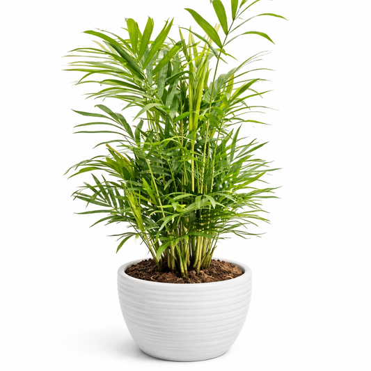 Potted plant with green leaves in a white pot on a white background