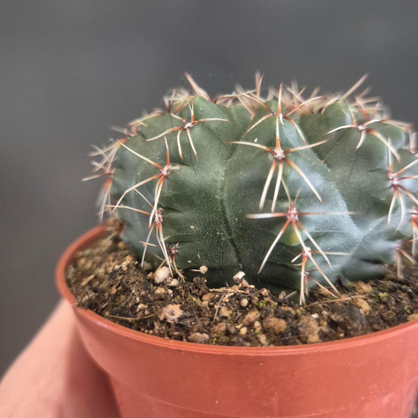 Small cactus in a pot against a dark background