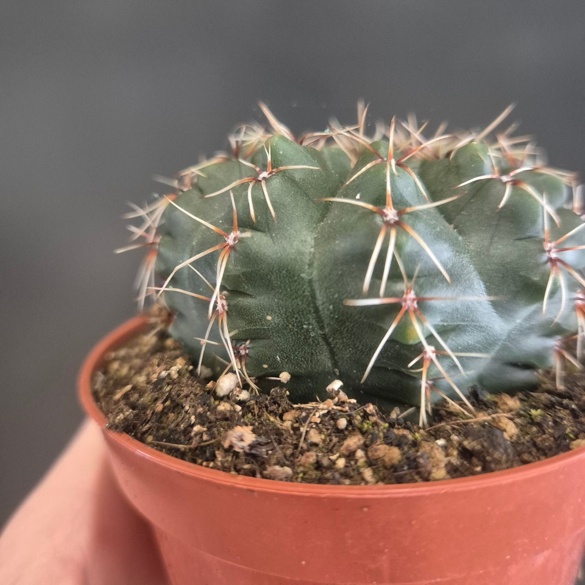 Small cactus in a pot against a dark background