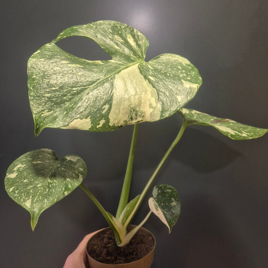 Hand holding a potted plant with large green leaves against a dark background