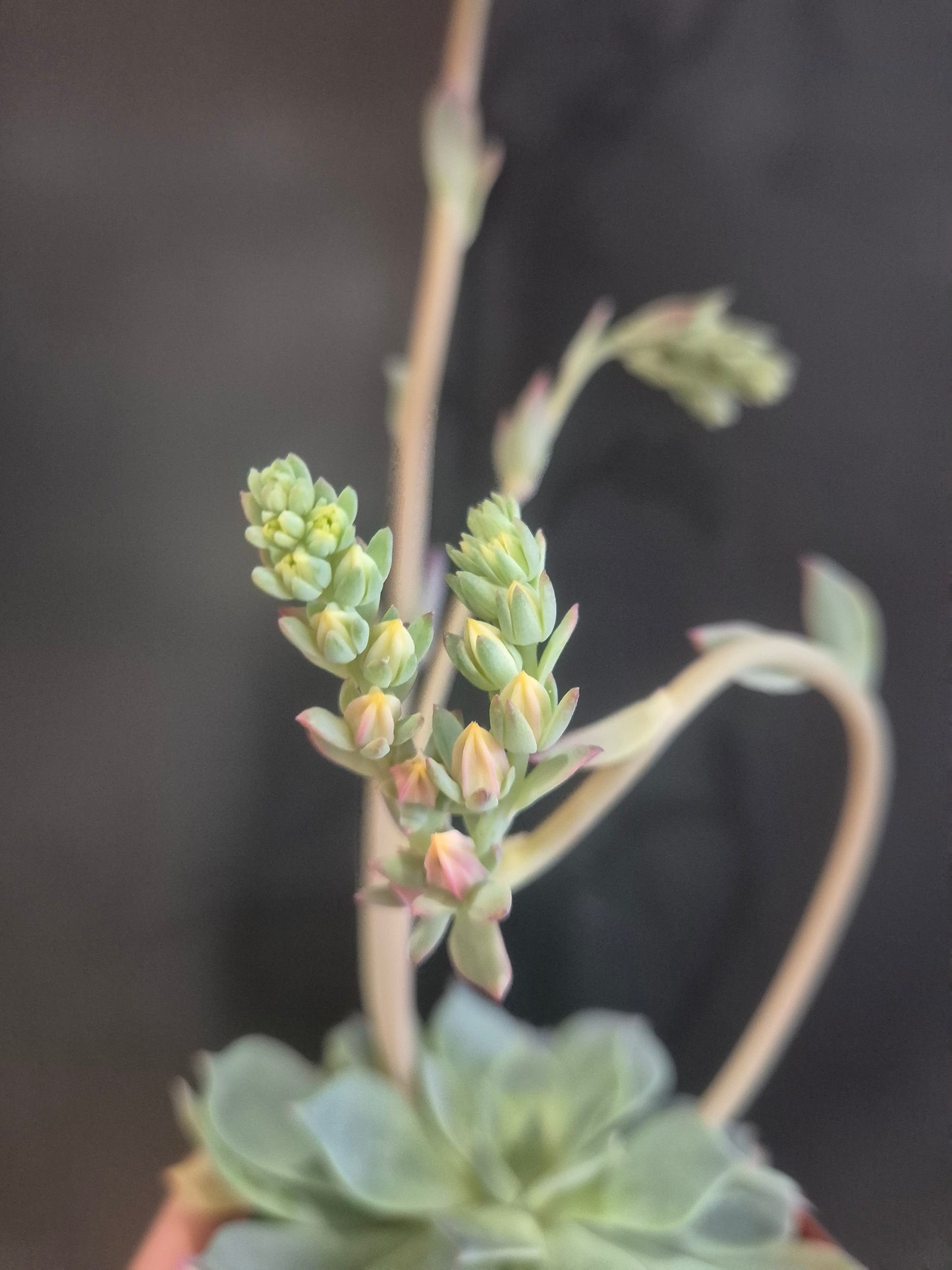Echeveria Secunda - 8.5cm | Houseplant