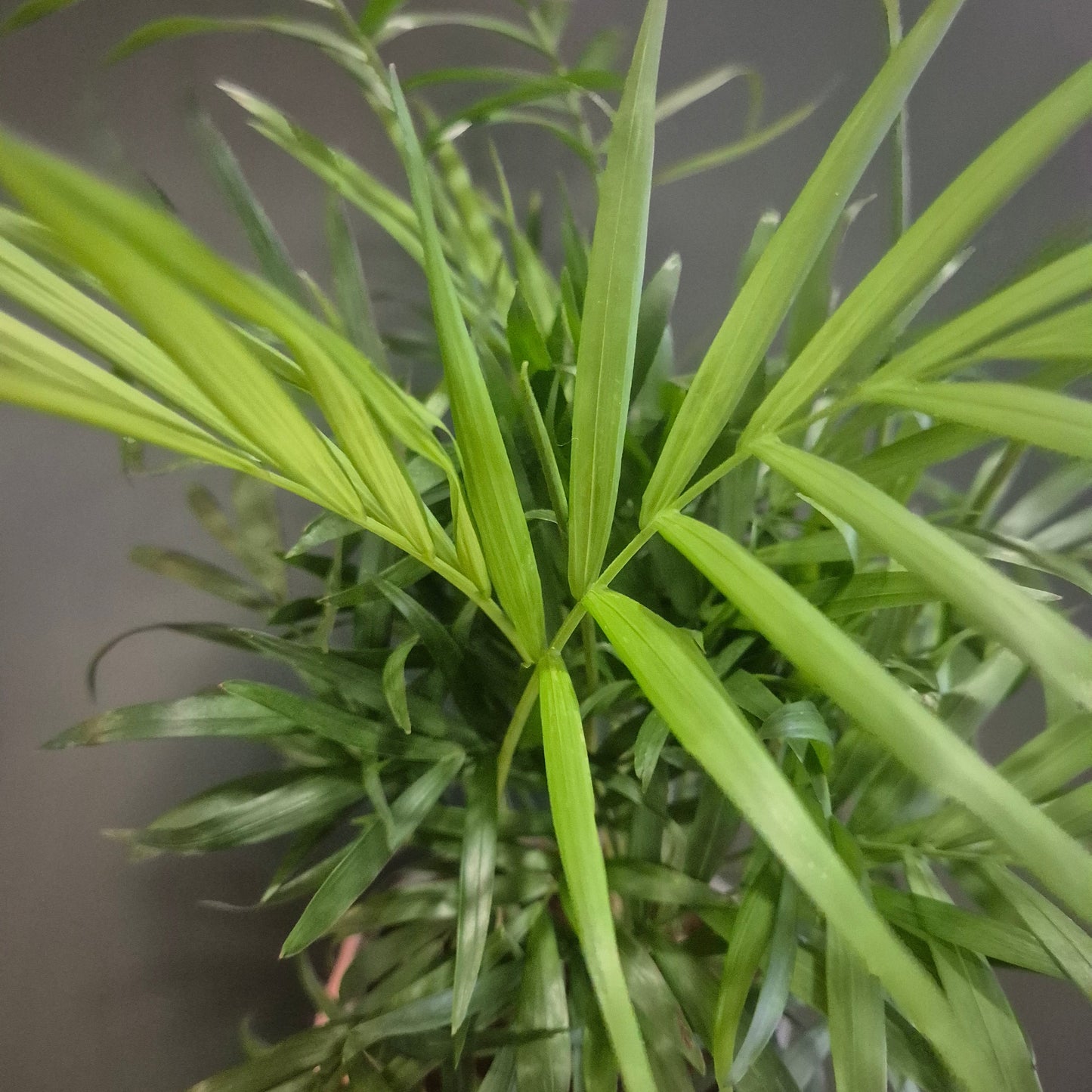 Close-up of a green plant with a blurred background