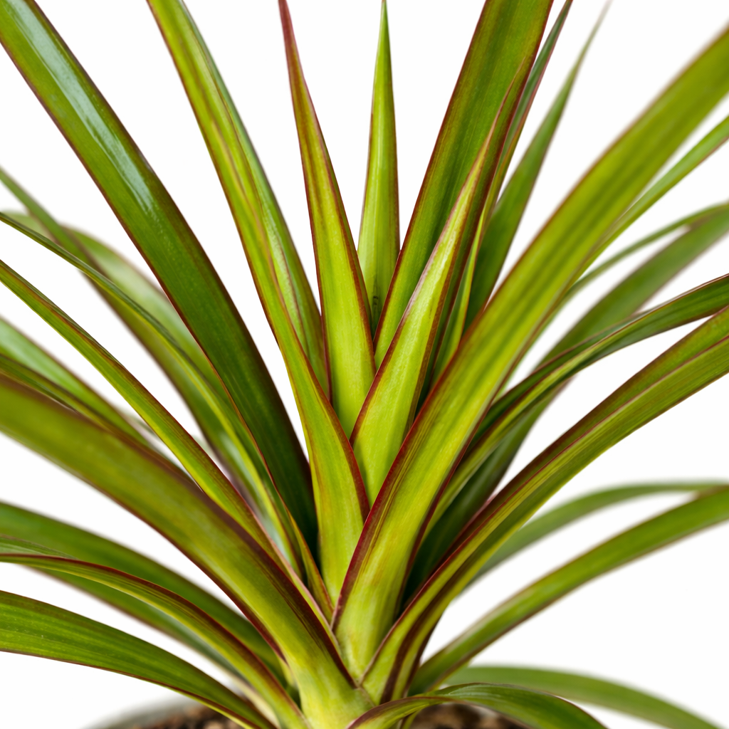 Dracaena - Dragon Tree - 12cm | Houseplant