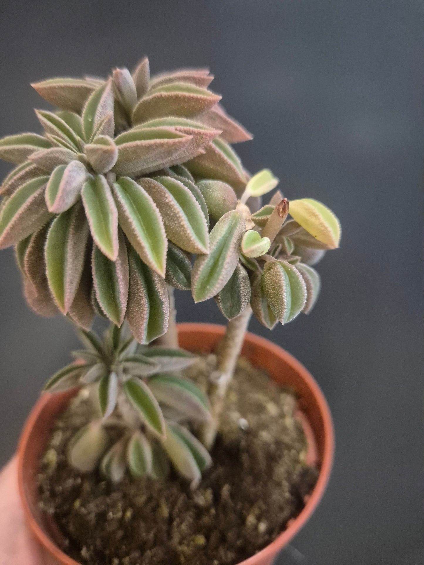 Peperomia asperula - Taco Plant - 8.5cm | Houseplant