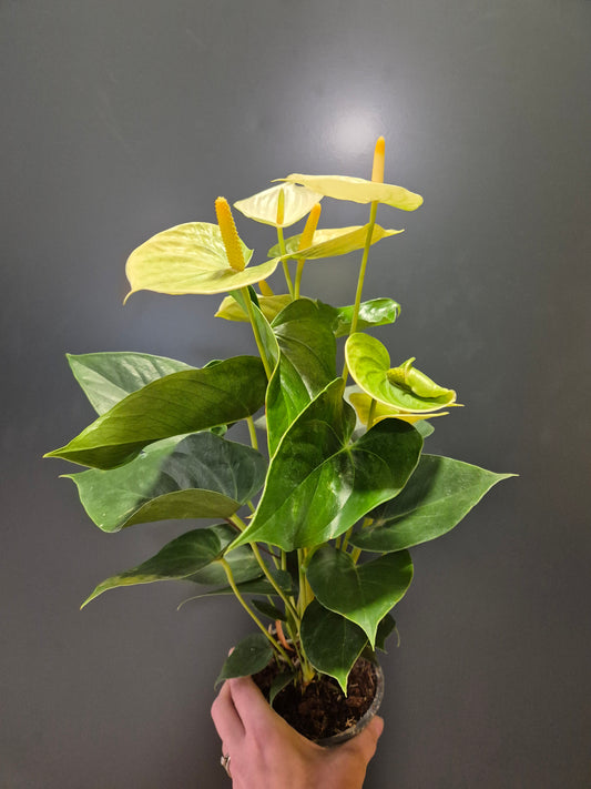 Anthurium Pale Green | Flamingo Flower | Houseplant