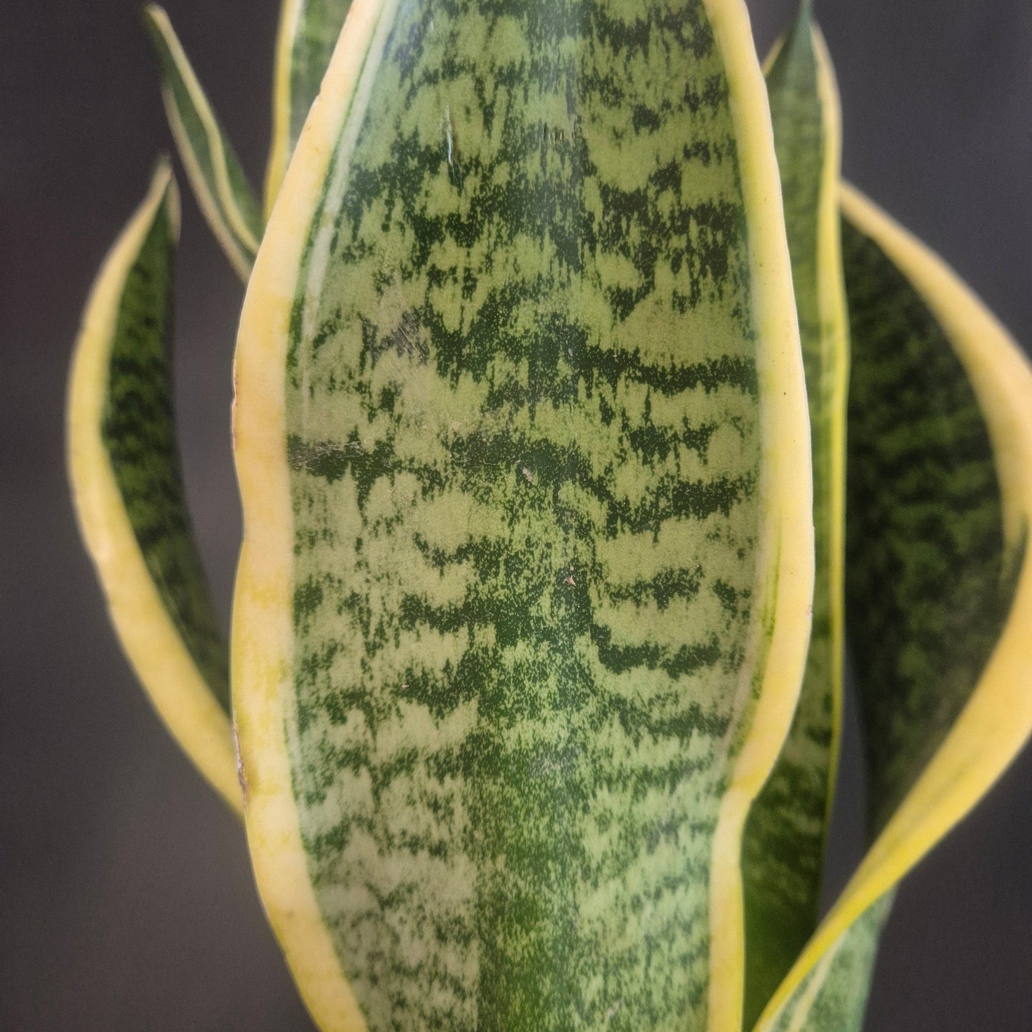 Sansevieria Futura Superba - Snake Plant - 14cm | Houseplant